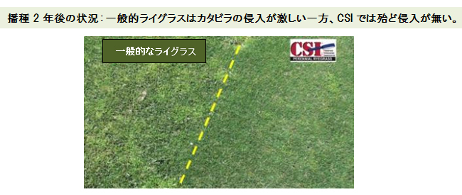 播種2年後の状況:一般的ライグラスはカタビラの侵入が激しい一方、CSIでは殆ど侵入が無い。