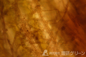 カーブラリア葉枯病（犬の足跡）病原菌の菌糸