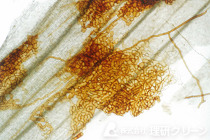 葉腐病（ラージパッチ）の耐久体化した菌糸