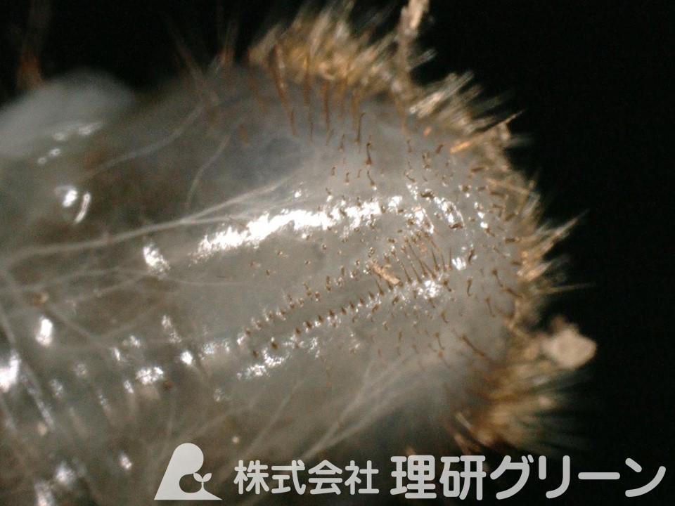 チビサクラコガネのラスター（幼虫の尾部の毛）