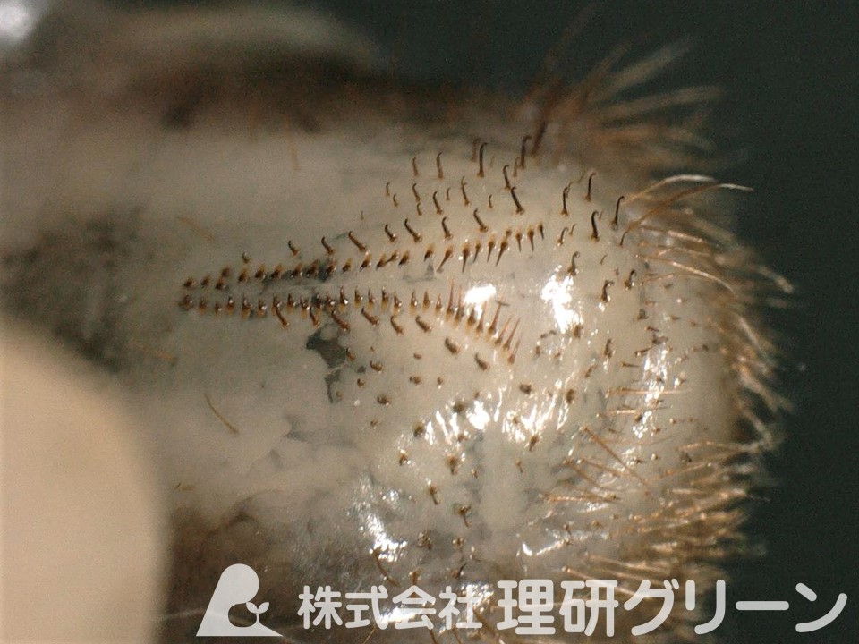 ヒラタアオコガネのラスター（幼虫の尾部の毛）