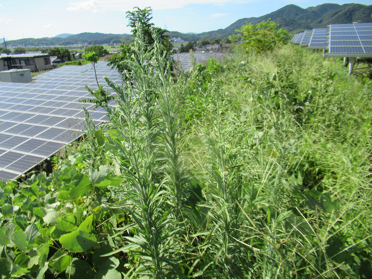 雑草に覆われた太陽光発電所