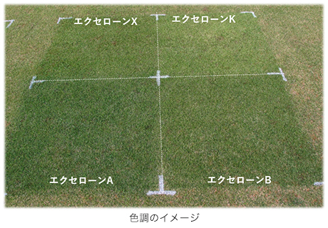 エクセローン色調比較（圃場）