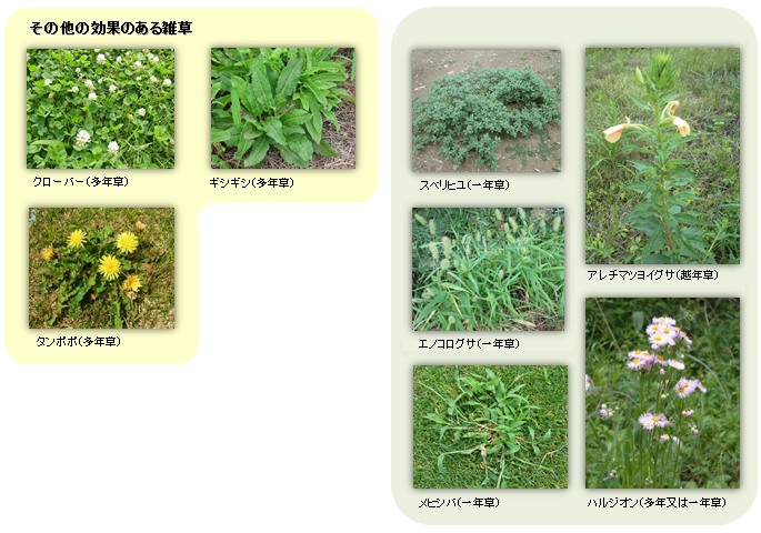 (図)その他効果のある雑草