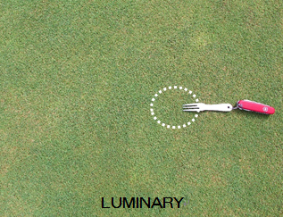 夏越し後の生育状況（LUMINARY）