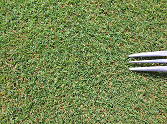 夏越し後の生育状況(LUMINARY):拡大