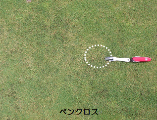 夏越し後の生育状況（ペンクロス）