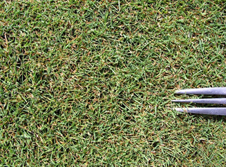 夏越し後の生育状況(ペンクロス):拡大