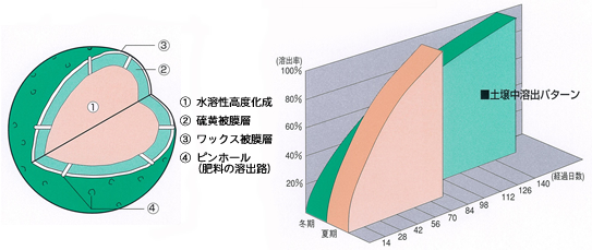 理研コーティング1号　構造および溶出パターン