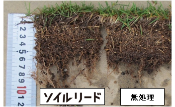 圃場試験（コウライシバ）