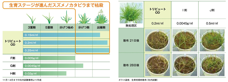 トリビュート（R）ＯＤ除草効果1、殺草スピード