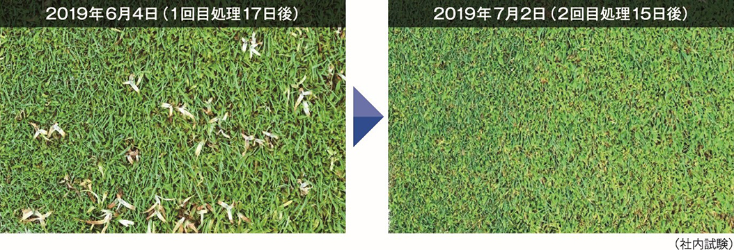 社内試験の結果（1回目処理17日後、2回目処理15日後の芝の様子）