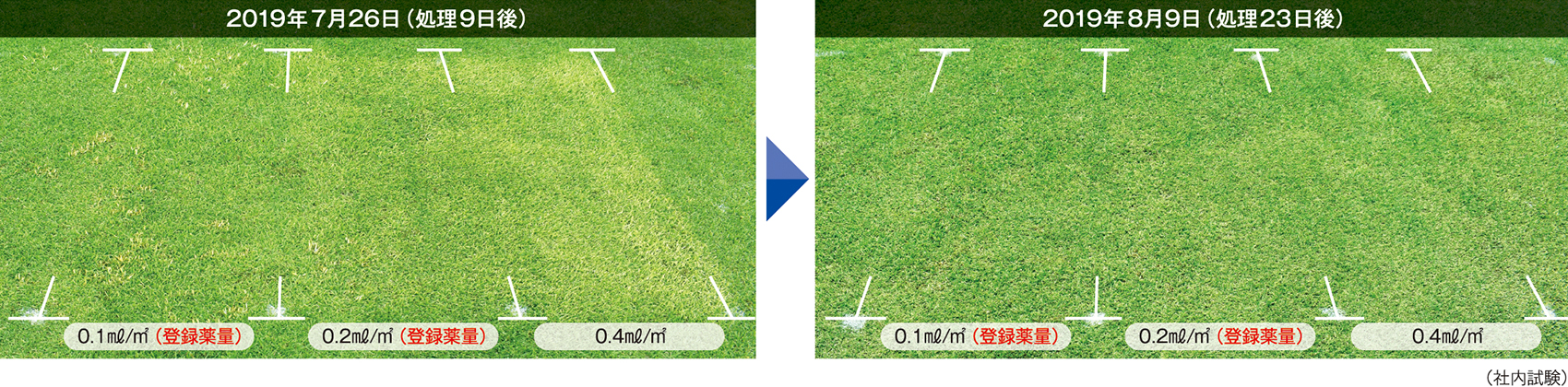 社内試験の結果（処理9日後、処理23日後の芝の様子）