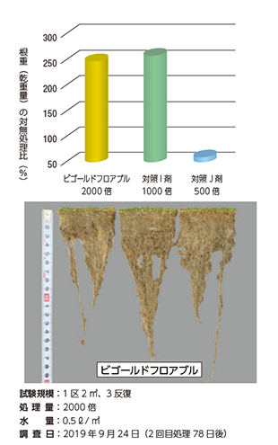 夏季ベントグラス根長・根重増加効果：1