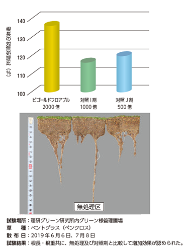 夏季ベントグラス根長・根重増加効果:2