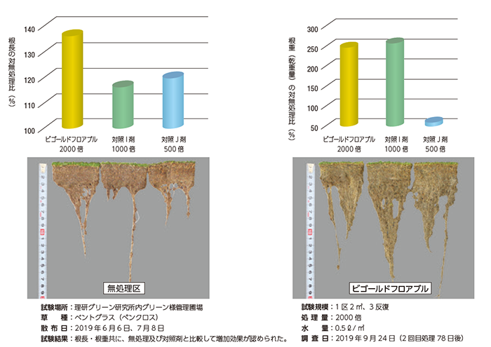 夏季ベントグラス根長・根重増加効果