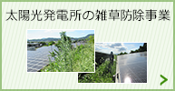 太陽光発電所の雑草防除事業