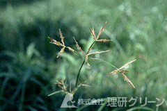 ハマスゲの花序