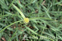 ヒメクグの花序