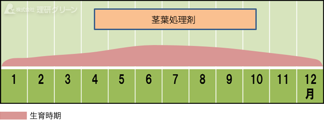 チドメグサの発生消長