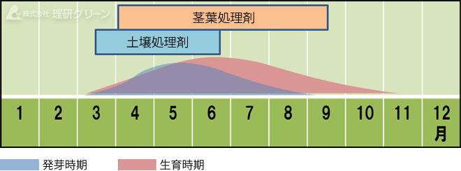 ヒメクグの発生消長