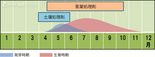スズメノヒエの発生消長