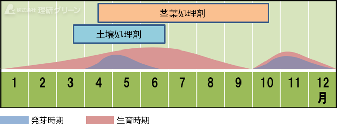 ウラジロチチコグサの発生消長