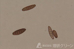 バイポラリス葉枯病 病原菌の分生子