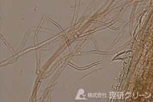 葉腐病（ブラウンパッチ）病原菌の菌糸