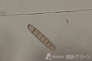 斑点病菌の分生子