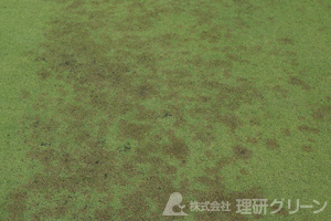コウライシバ(グリーン)のカーブラリア葉枯病（犬の足跡）
