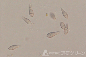 いもち病　病原菌の分生子