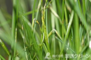 ライグラスのいもち病の病徴