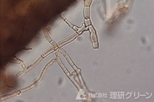 葉腐病（ラージパッチ）の病原菌の菌糸