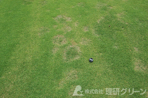 コウライシバ(フェアウェイ)のネクロティックリングスポット病