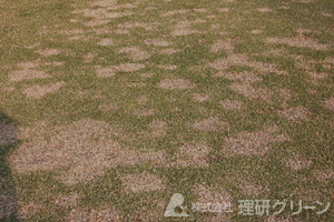ノシバ(フェアウェイ)のネクロティックリングスポット病