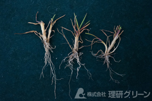 ベントグラスの疑似葉腐病（イエローパッチ）の病徴
