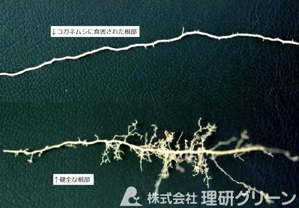 食害された細根（上）と健全な細根（下）