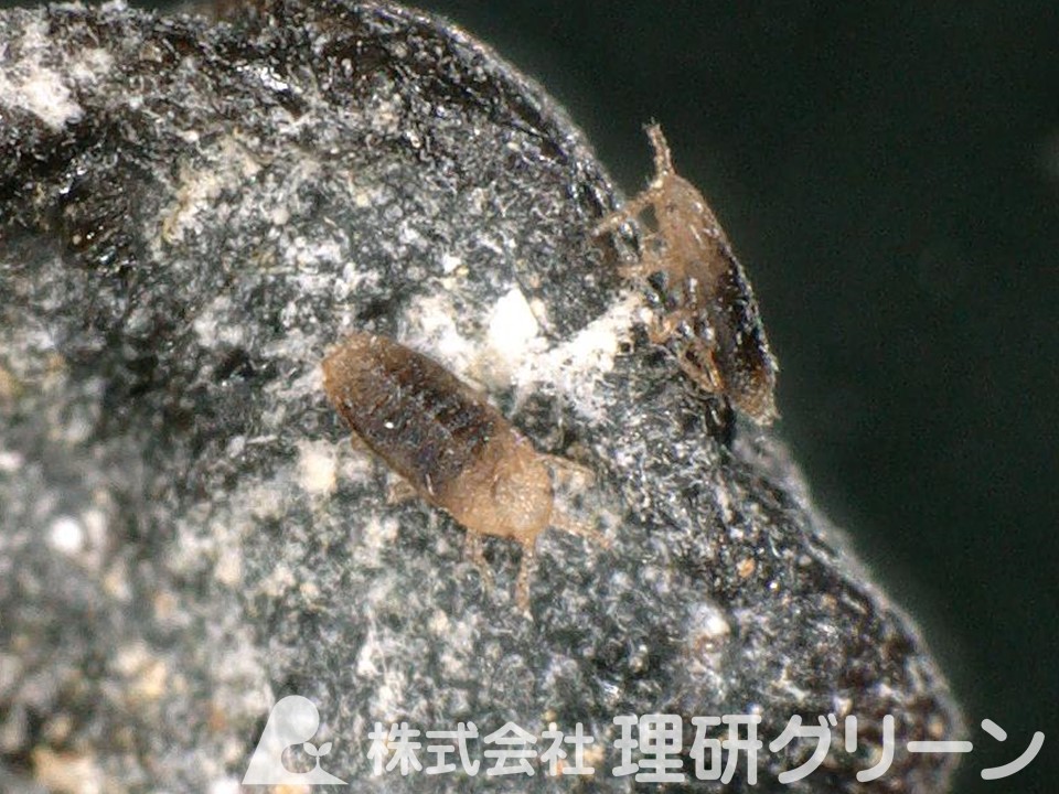 1齢幼虫
