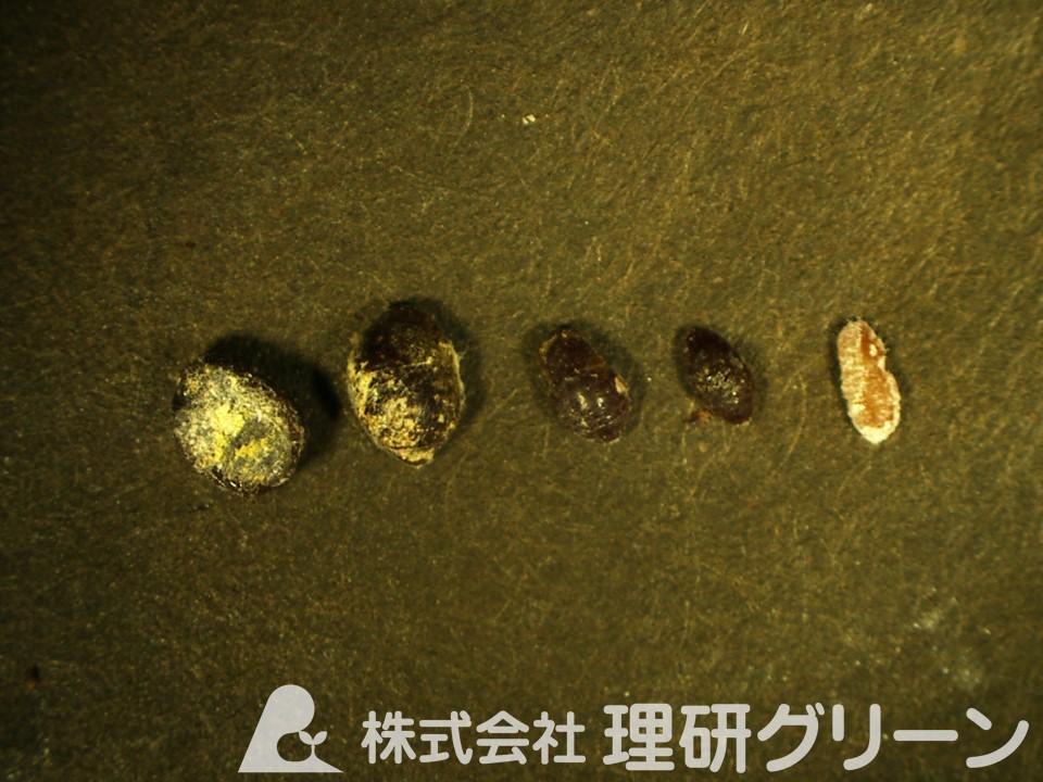 カイガラムシの成長段階