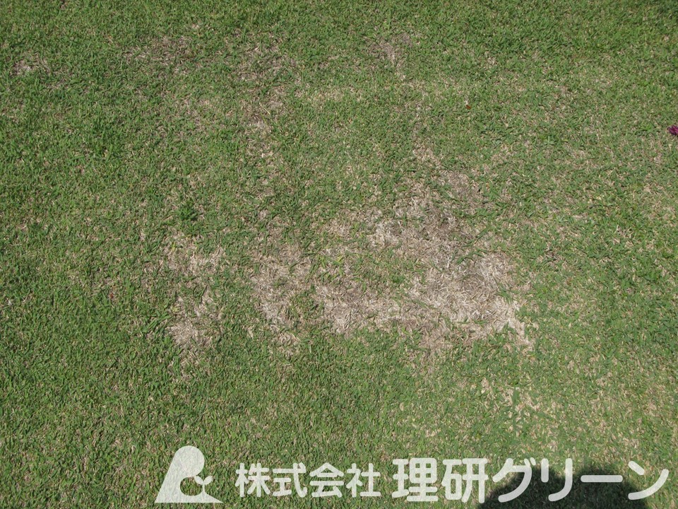 吸汁により衰退したノシバ