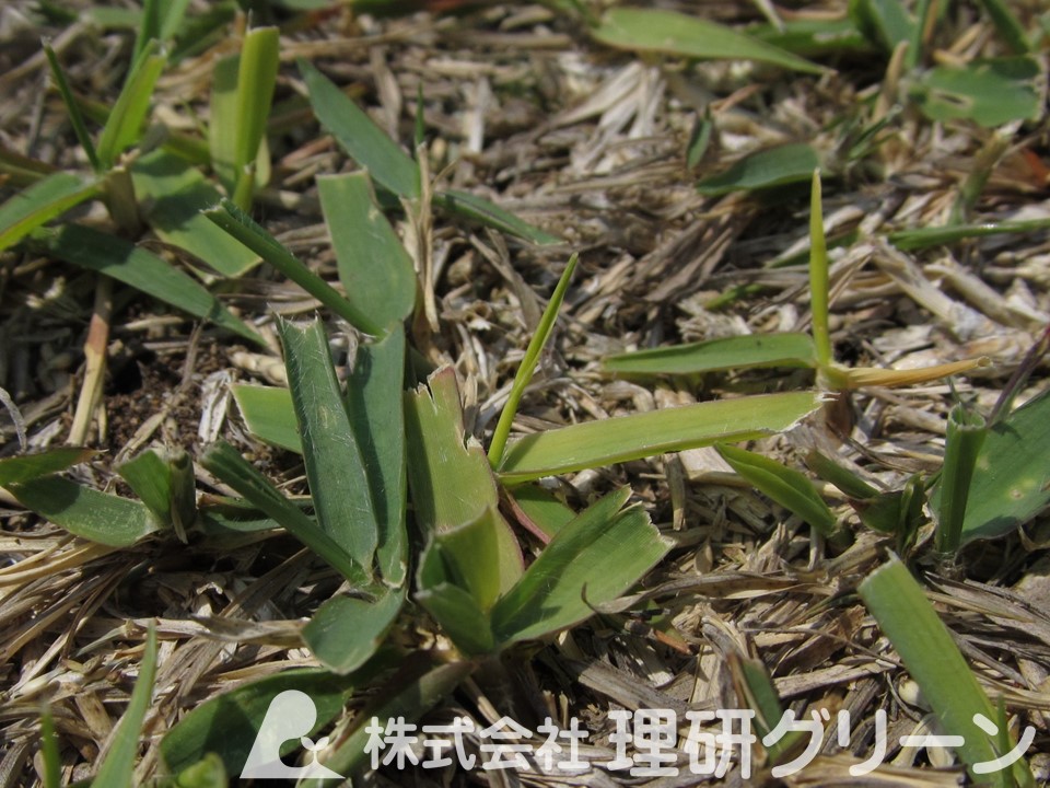 吸汁により黄化したノシバ