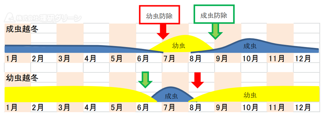 シバオサゾウムシ