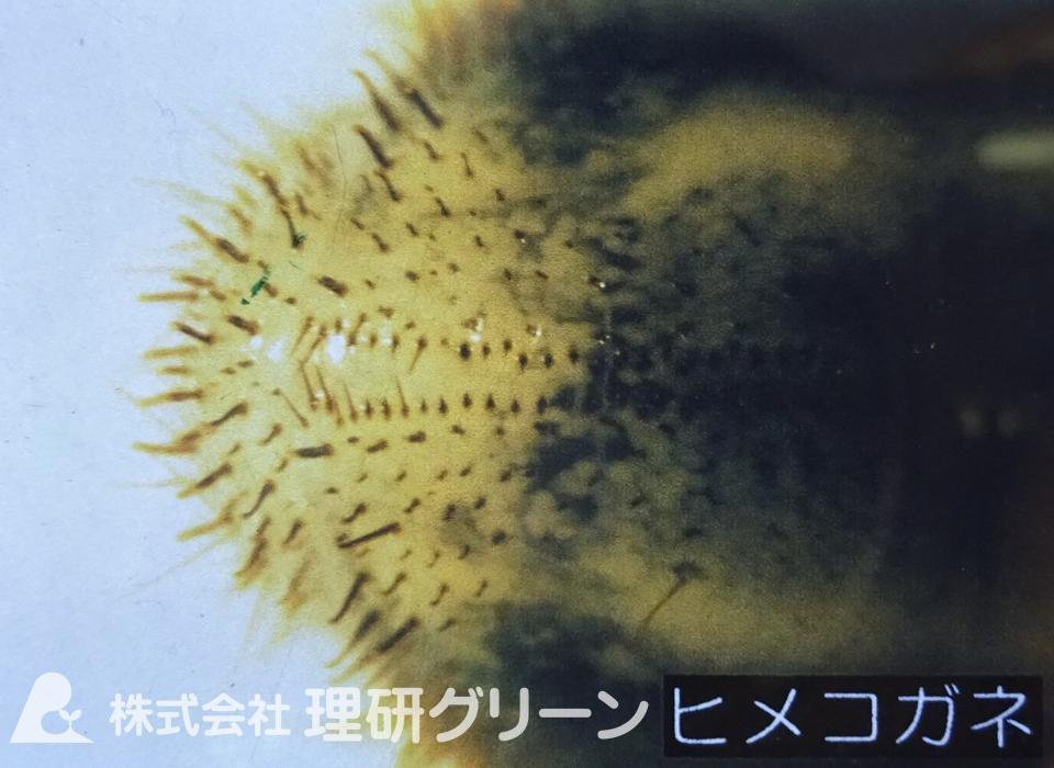 ヒメコガネのラスター（幼虫の尾部の毛）