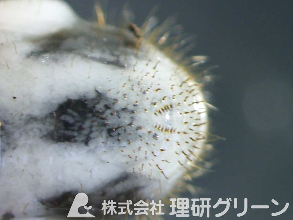 マメコガネのラスター（幼虫の尾部の毛）
