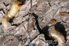マツノマダラカミキリ（幼虫）