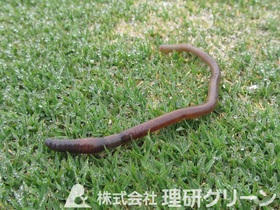 フトミミズ科の一種