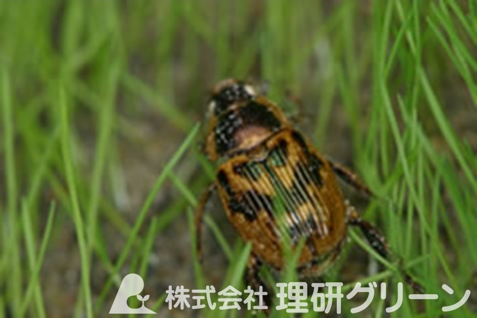 セマダラコガネ