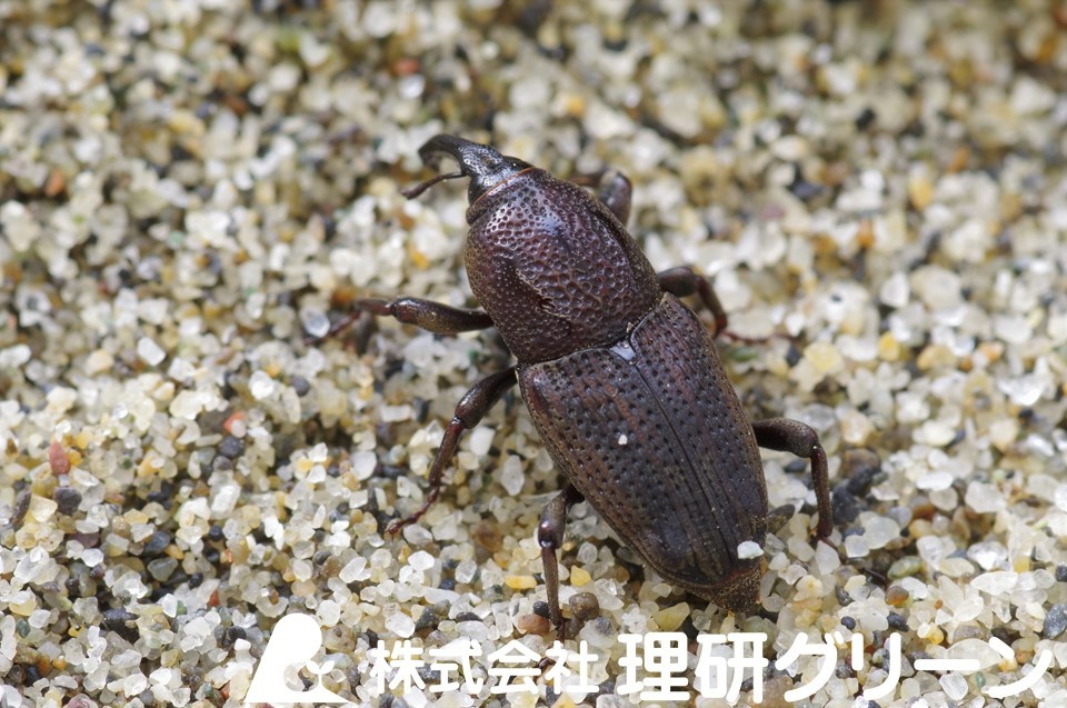 シバオサゾウムシ