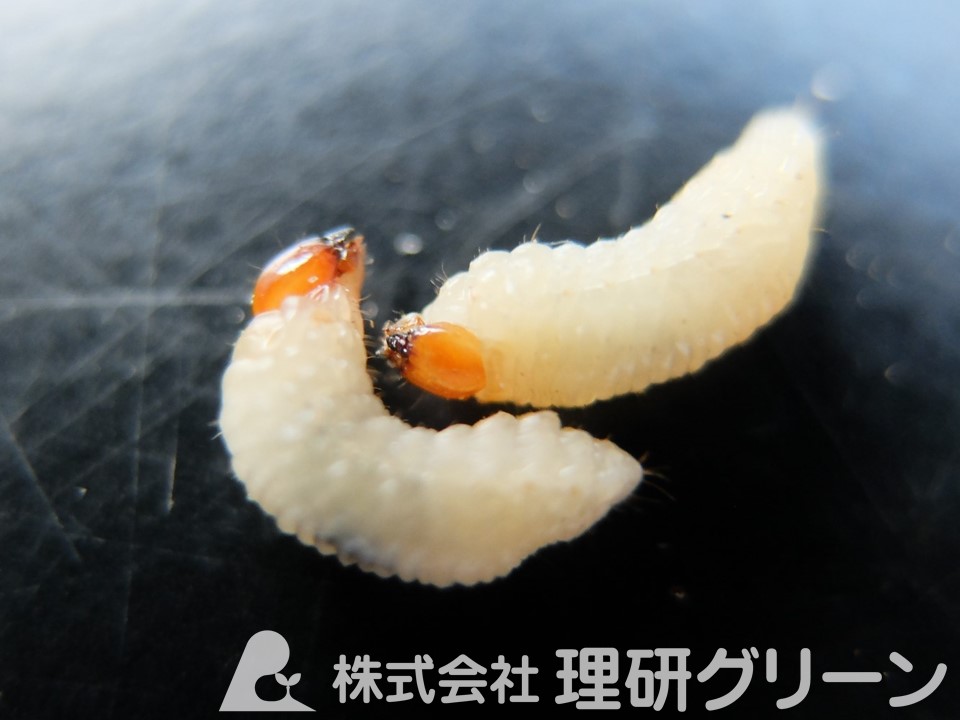 シバオサゾウムシ幼虫